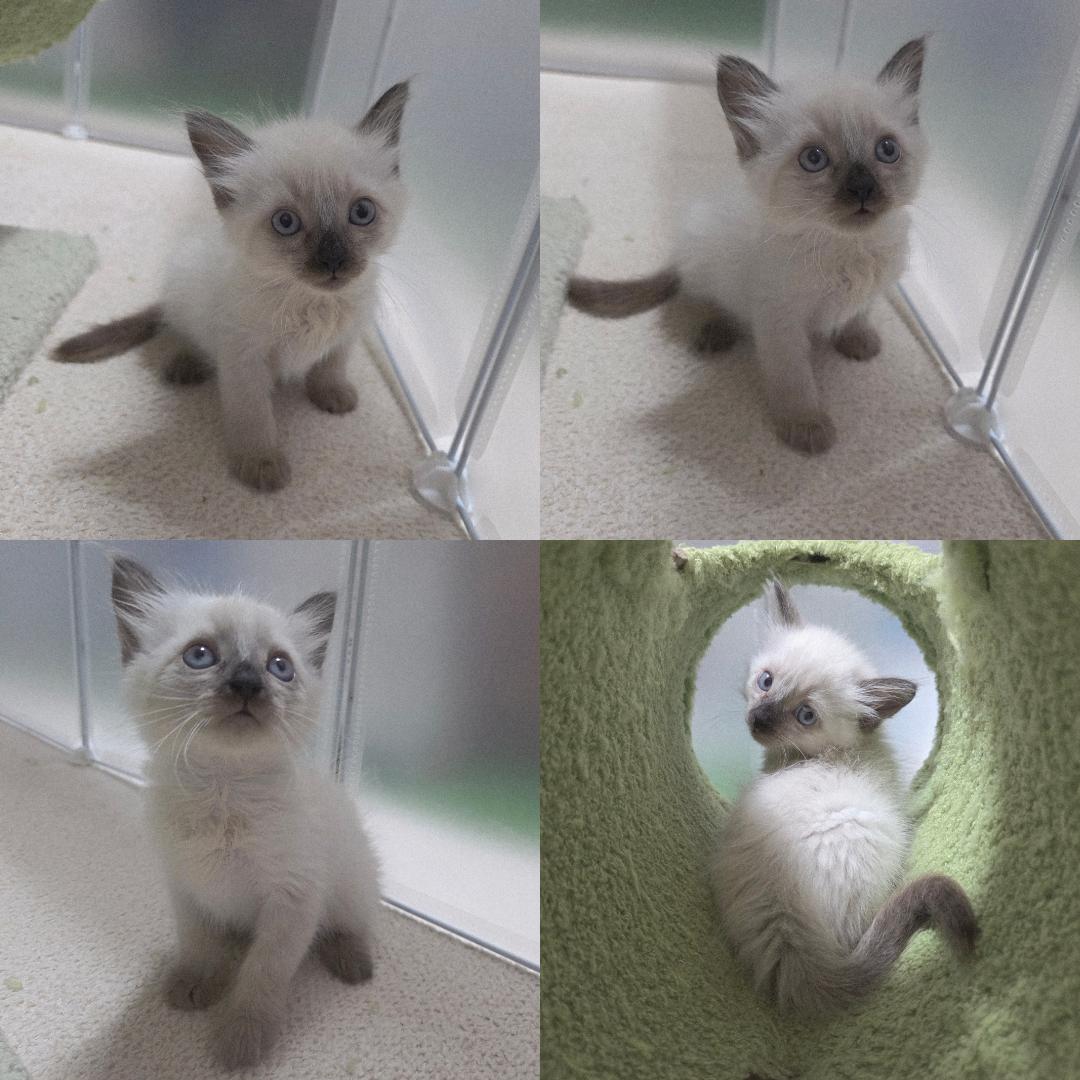 종료(입양) 샴의 …