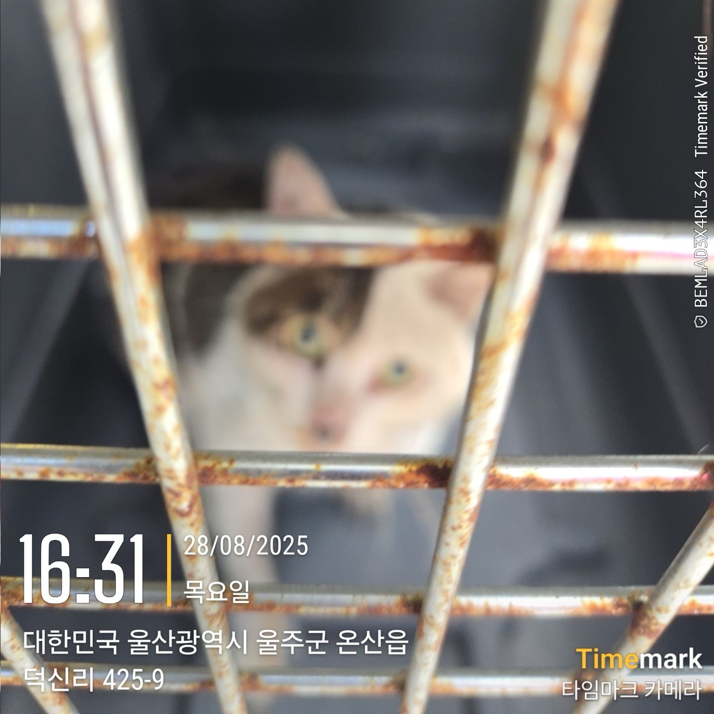 보호중 한국 고양이…