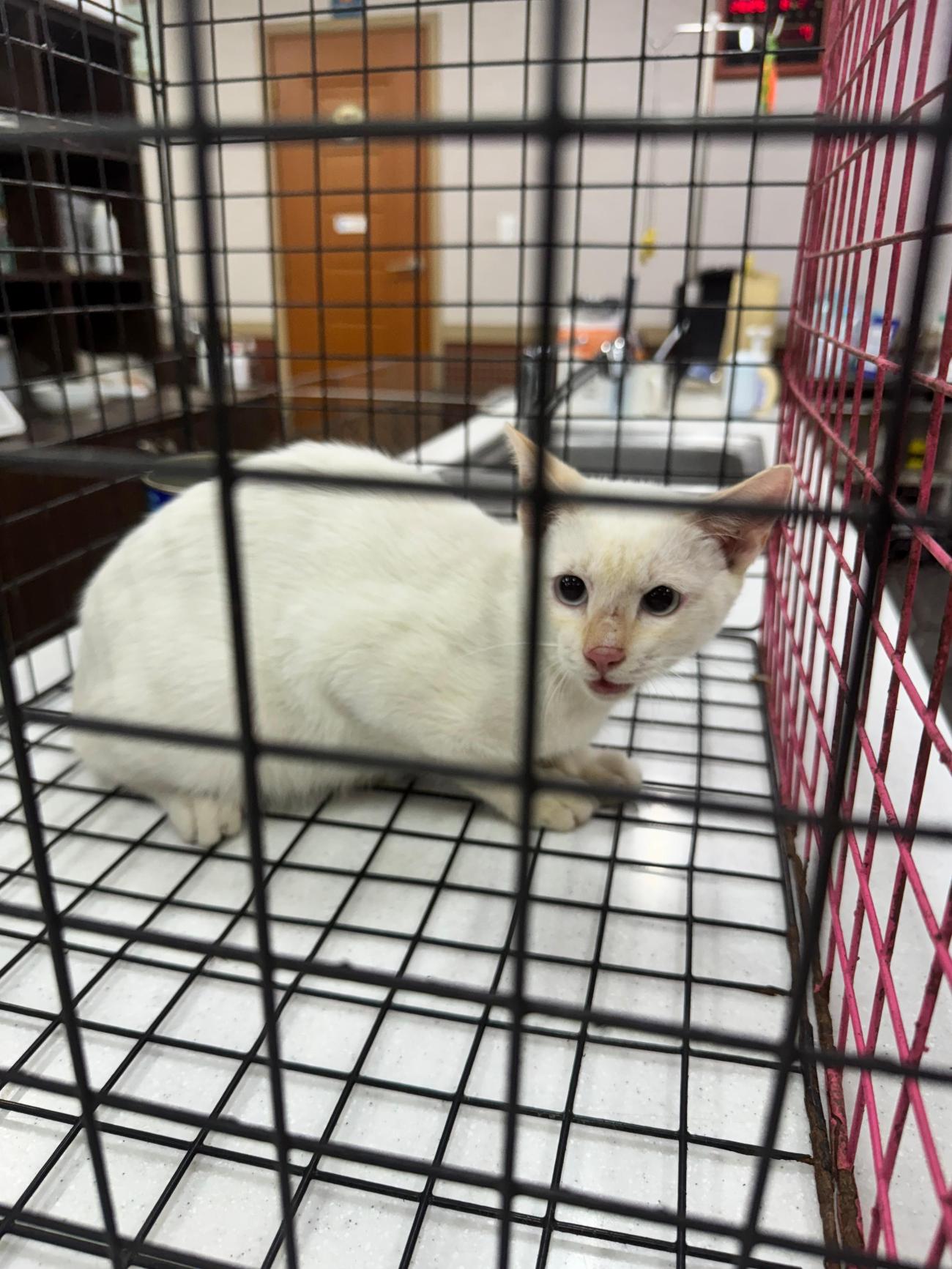 보호중 한국 고양이…