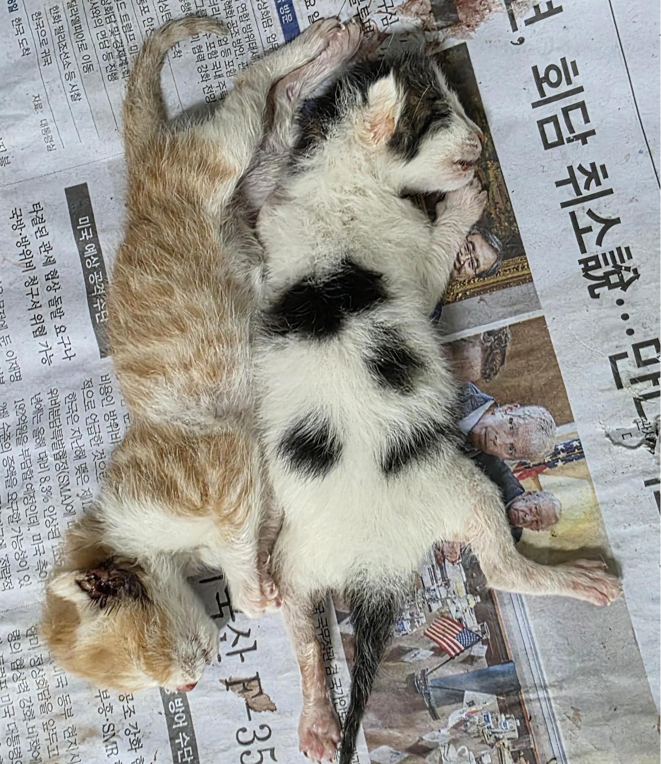 종료(자연사) 한국…