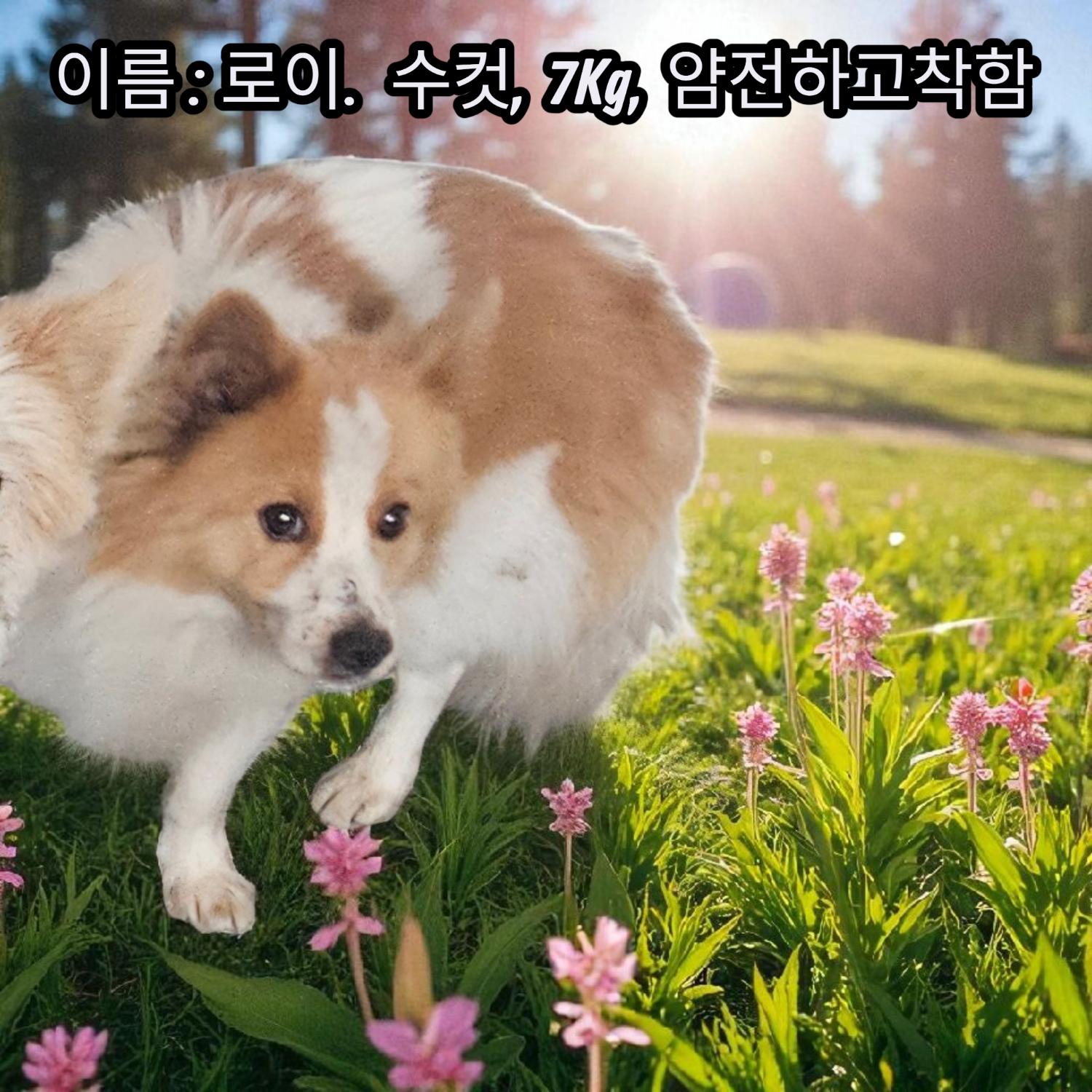 보호중 노퍽 테리어…