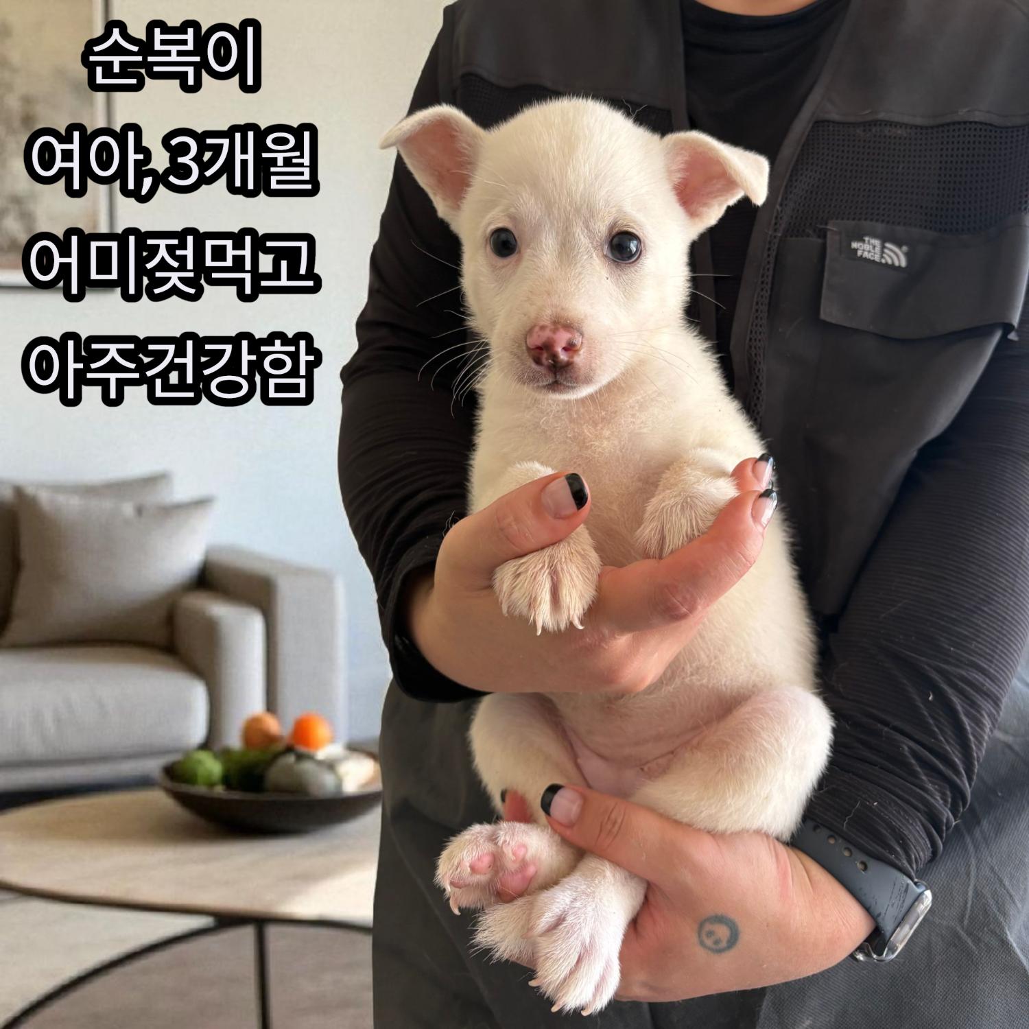 보호중 진도견의 가…
