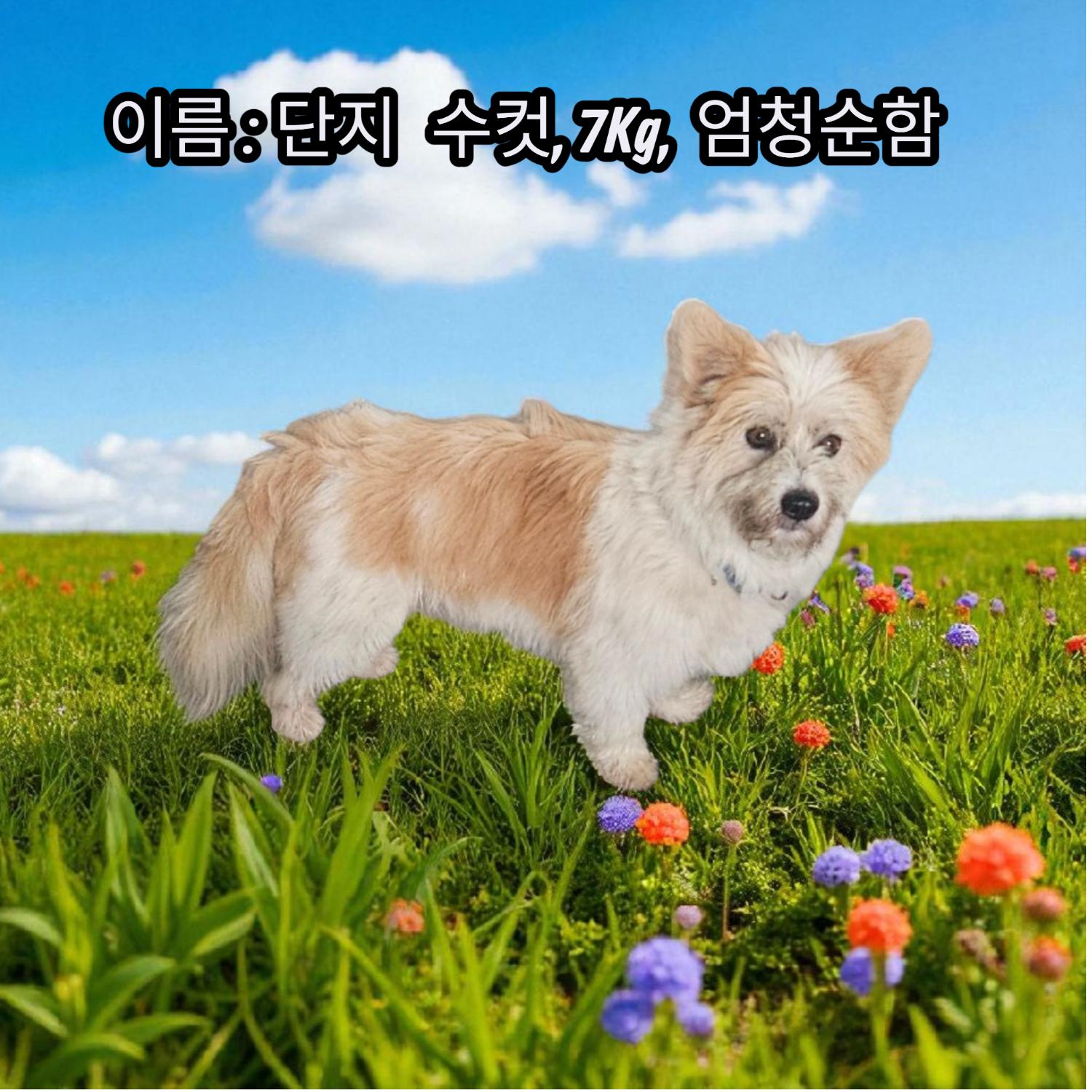 보호중 노퍽 테리어…