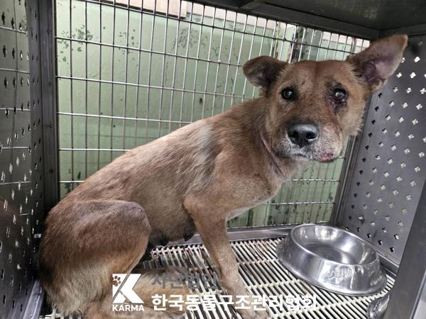 종료(안락사) 믹스…