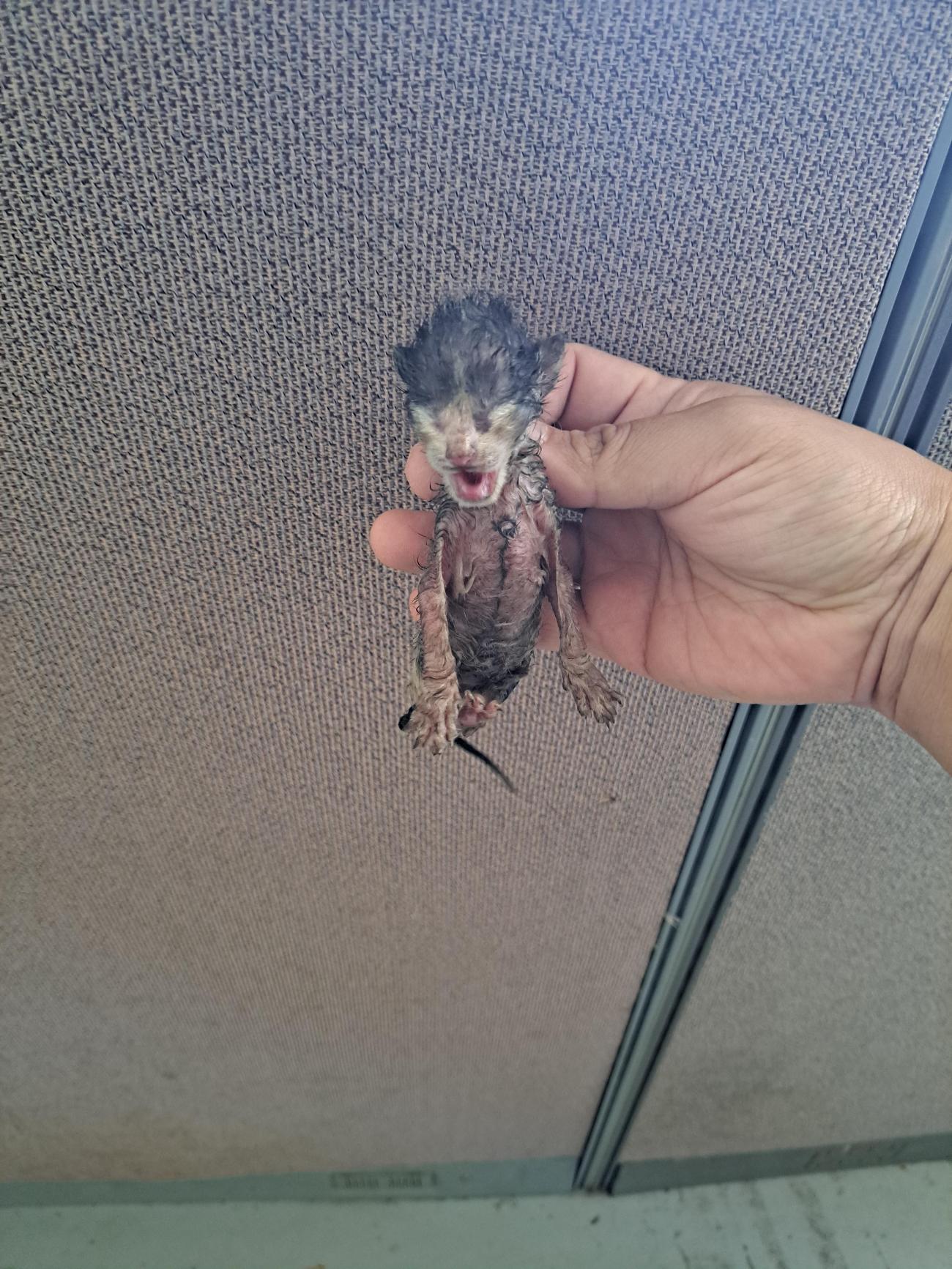 보호중 한국 고양이…