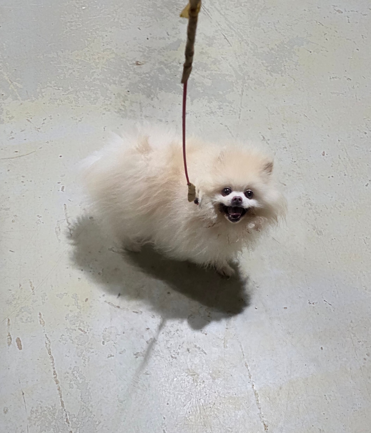 보호중 포메라니안의…