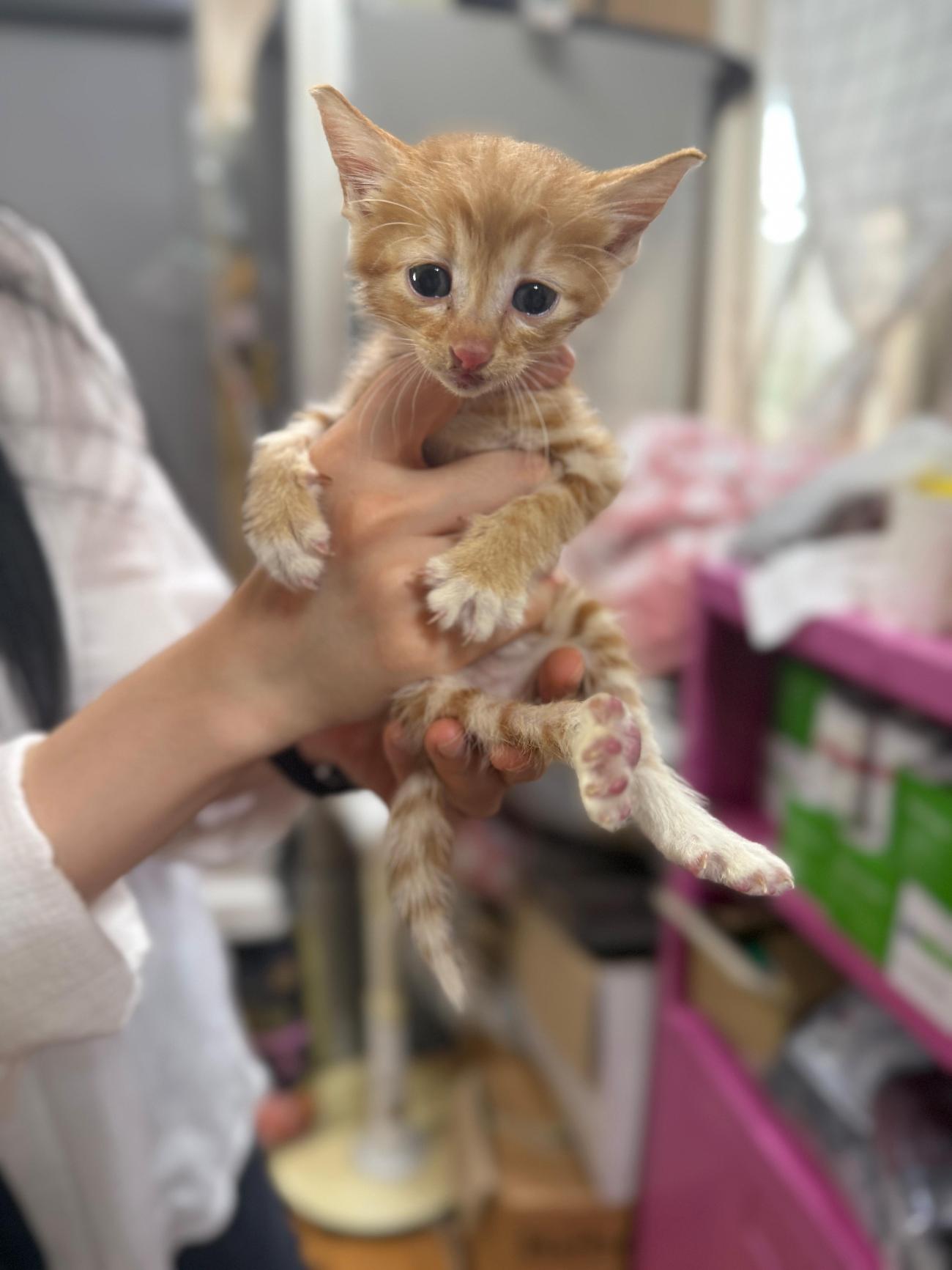 울산유기동물보호센터_431373202501186