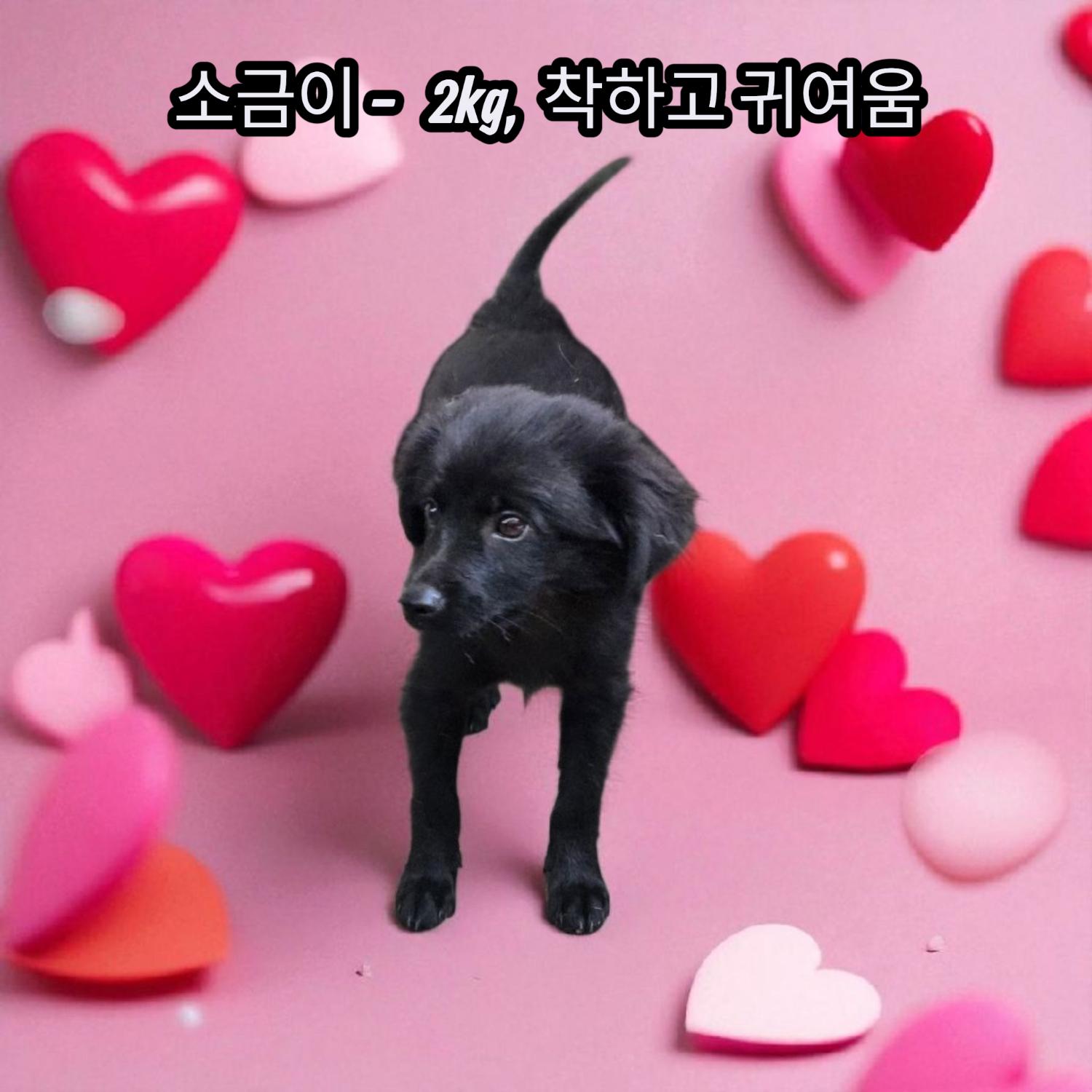 보호중 노리치 테리…