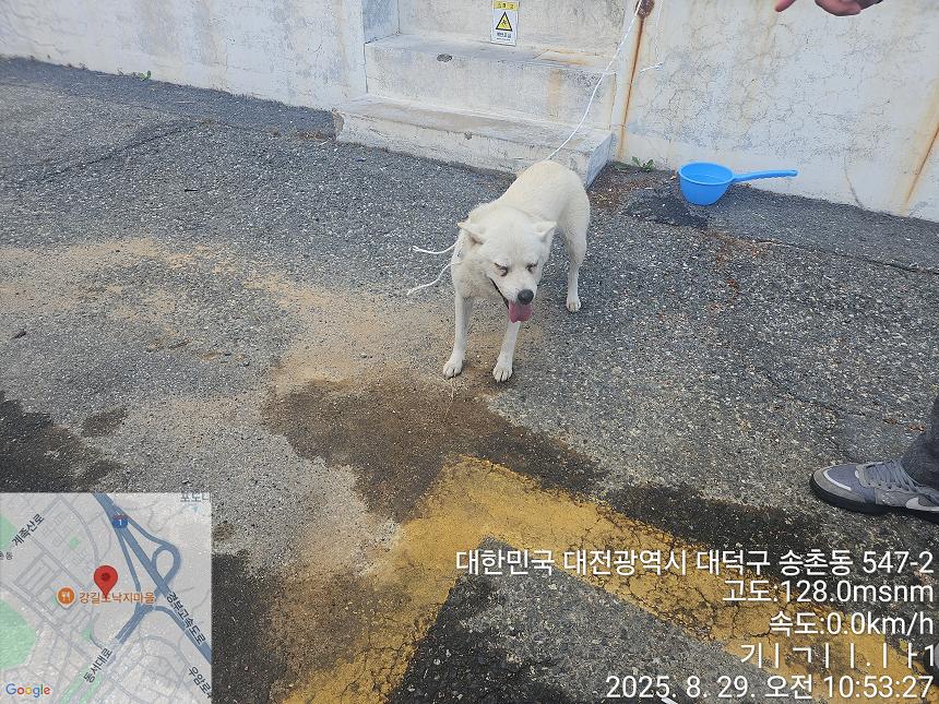 종료(반환) 진도견…