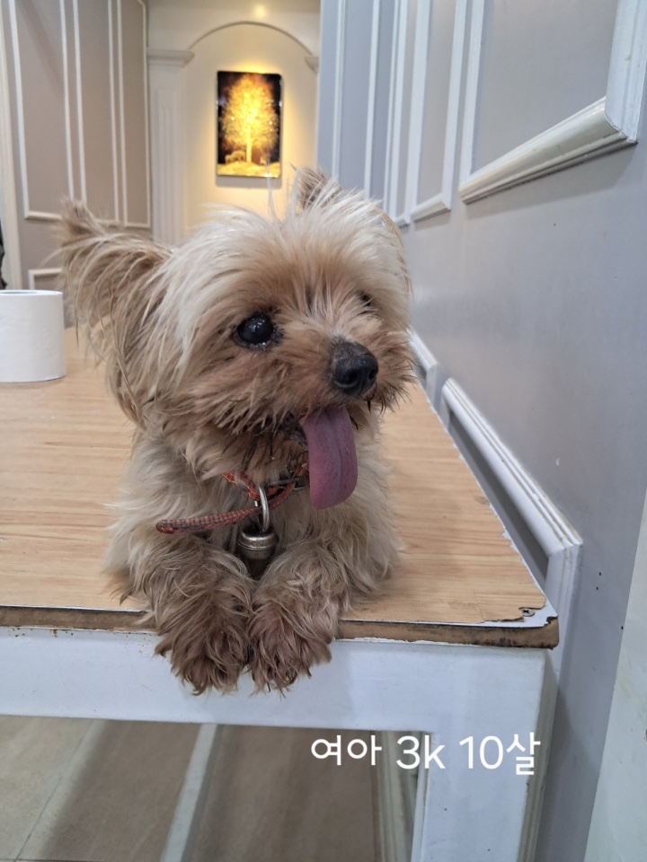 종료(반환) 요크셔…