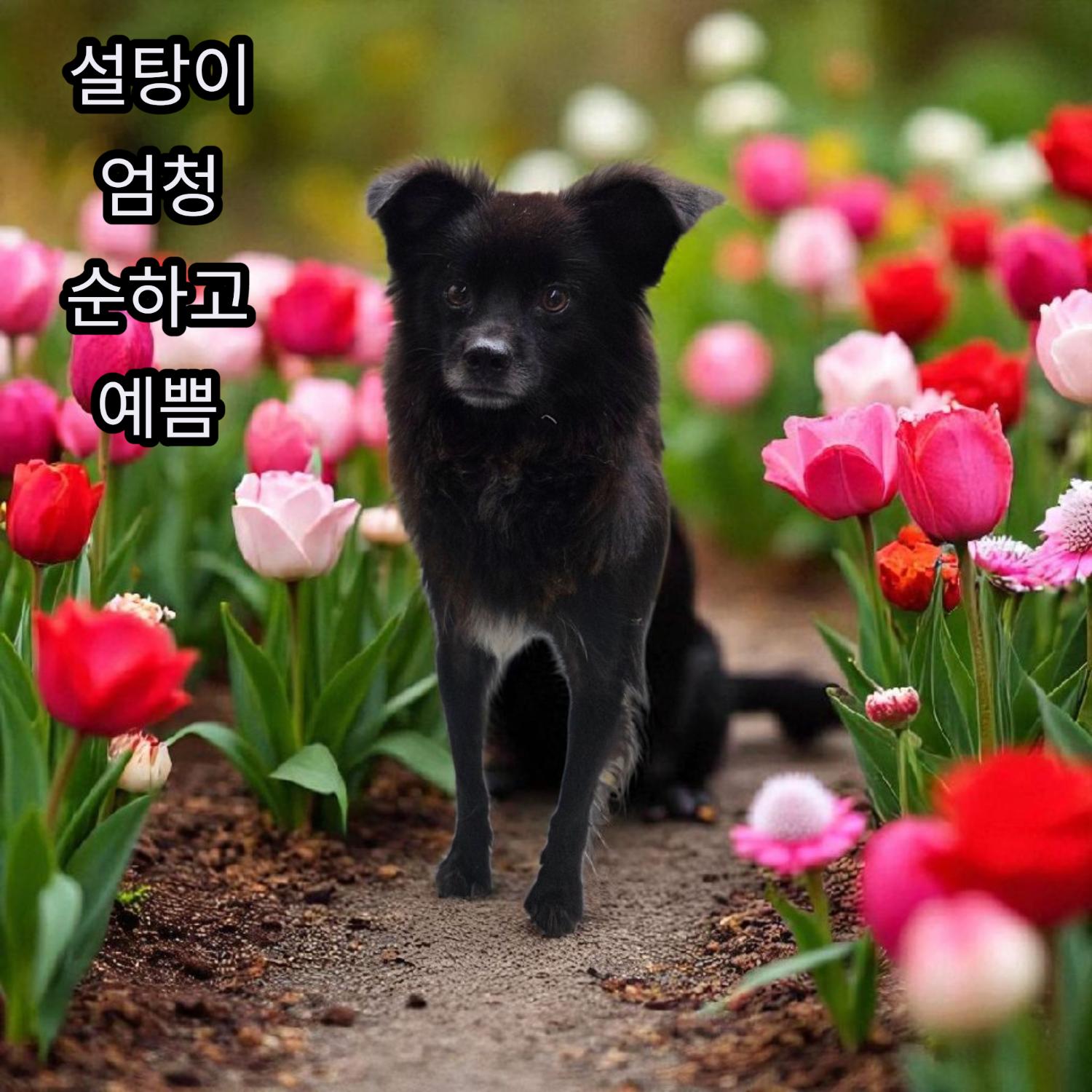 보호중 노리치 테리…