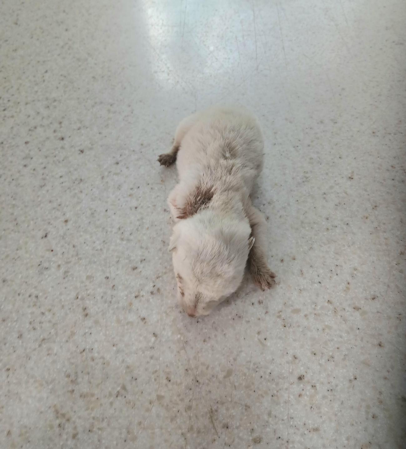 금왕동물병원_443447202500951