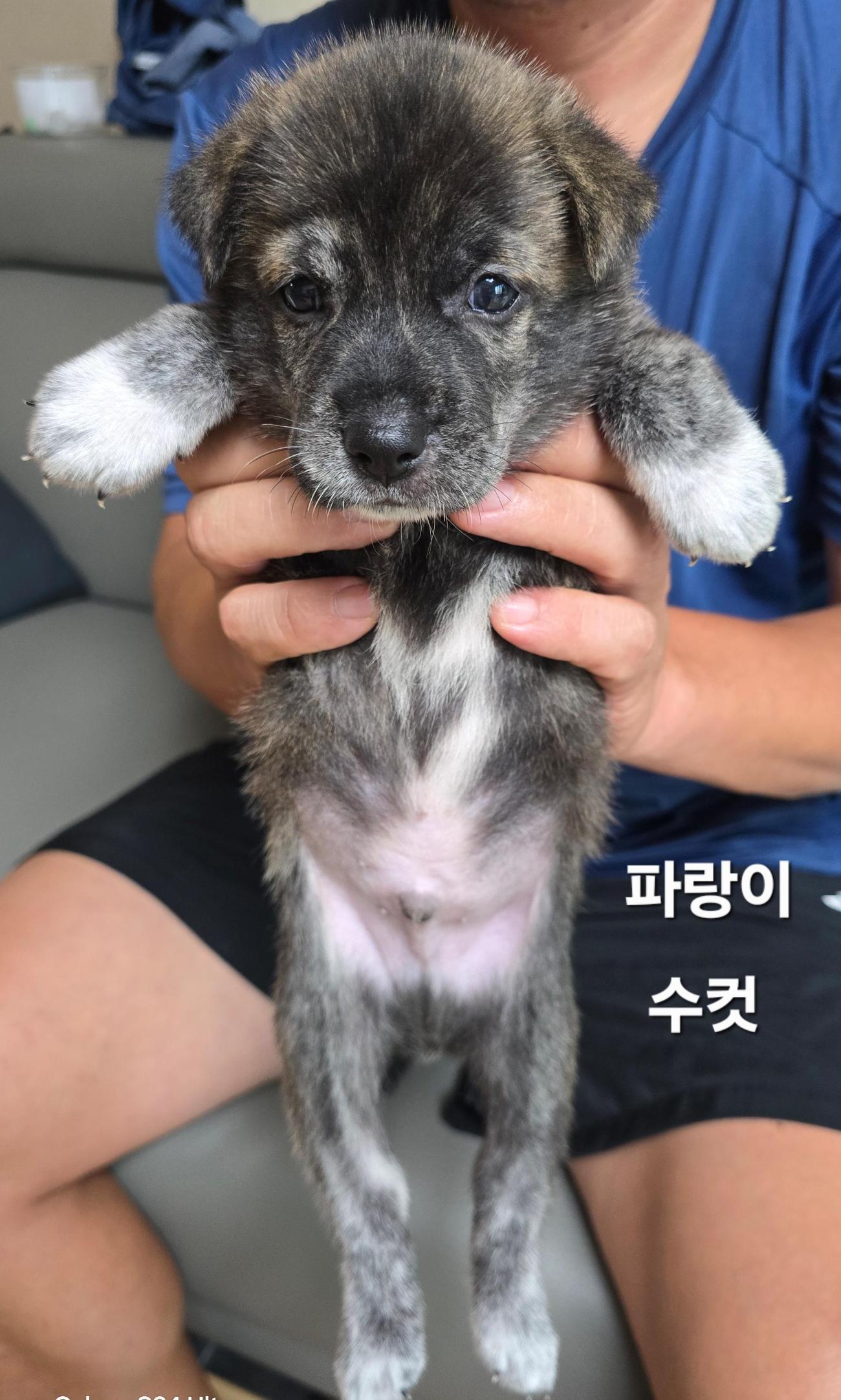보호중 진도견의 가…
