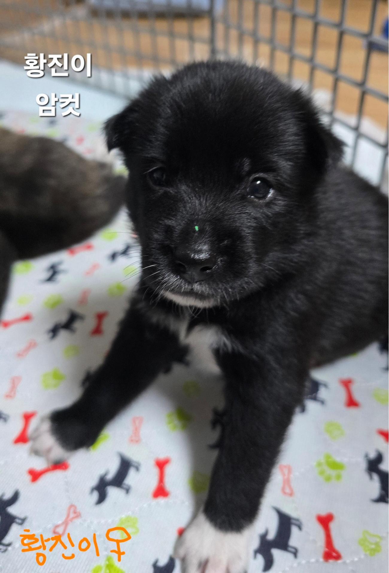 보호중 진도견의 가…