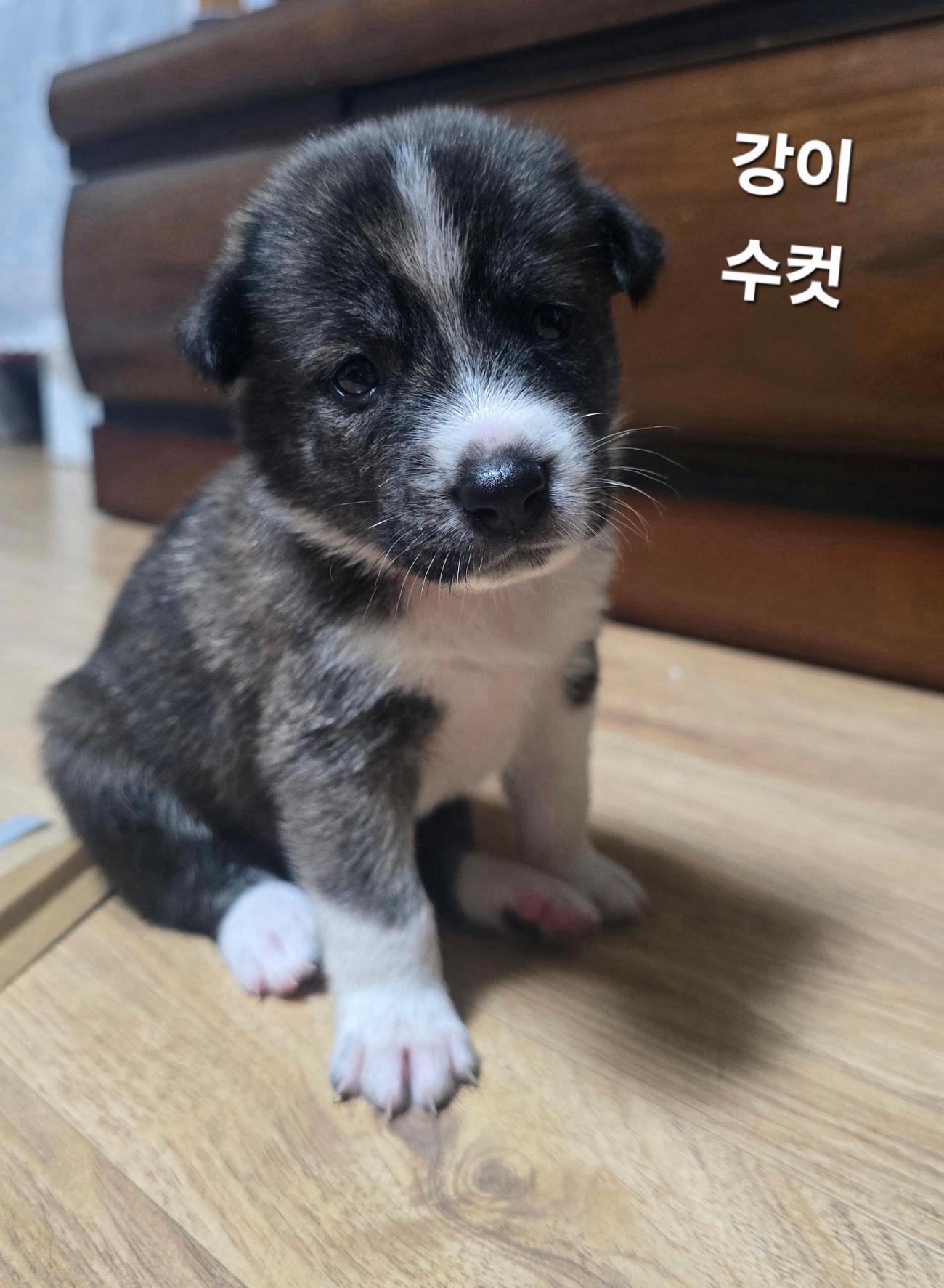 보호중 진도견의 가…