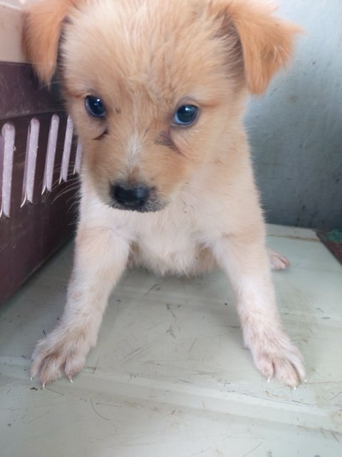 보령시유기동물보호소_444451202500855