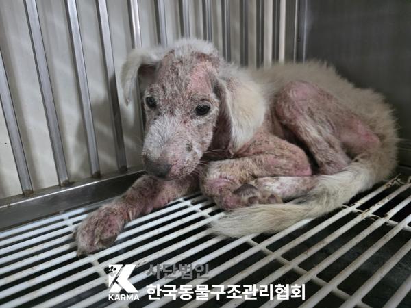 종료(자연사) 믹스…
