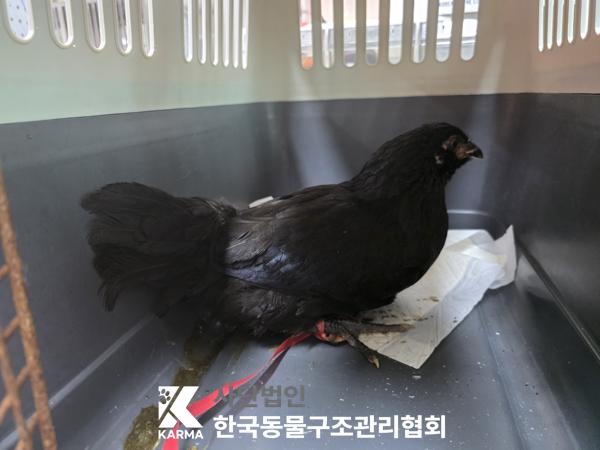 보호중 기타축종의 …