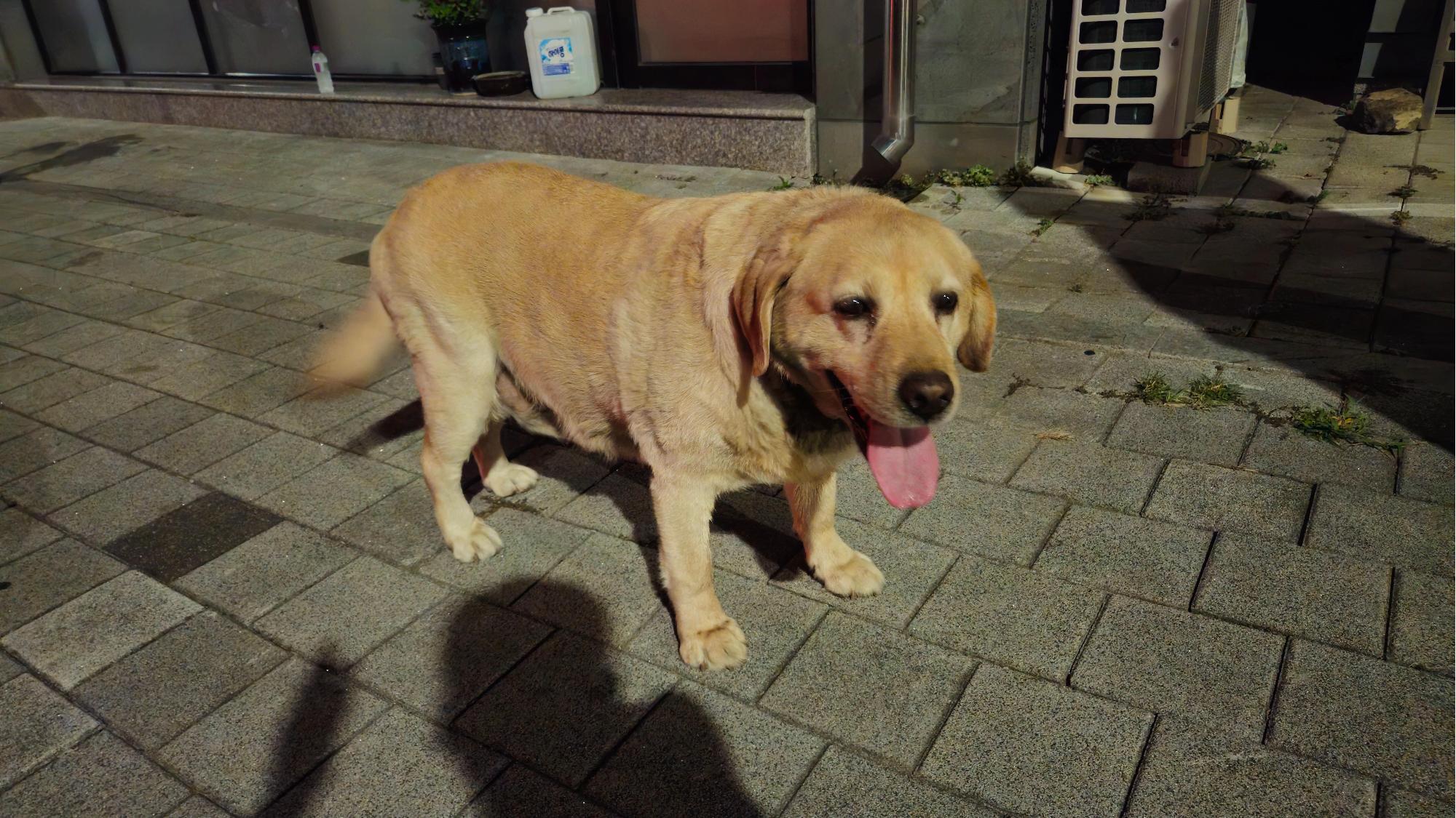 경산시유기동물보호소_447513202500731