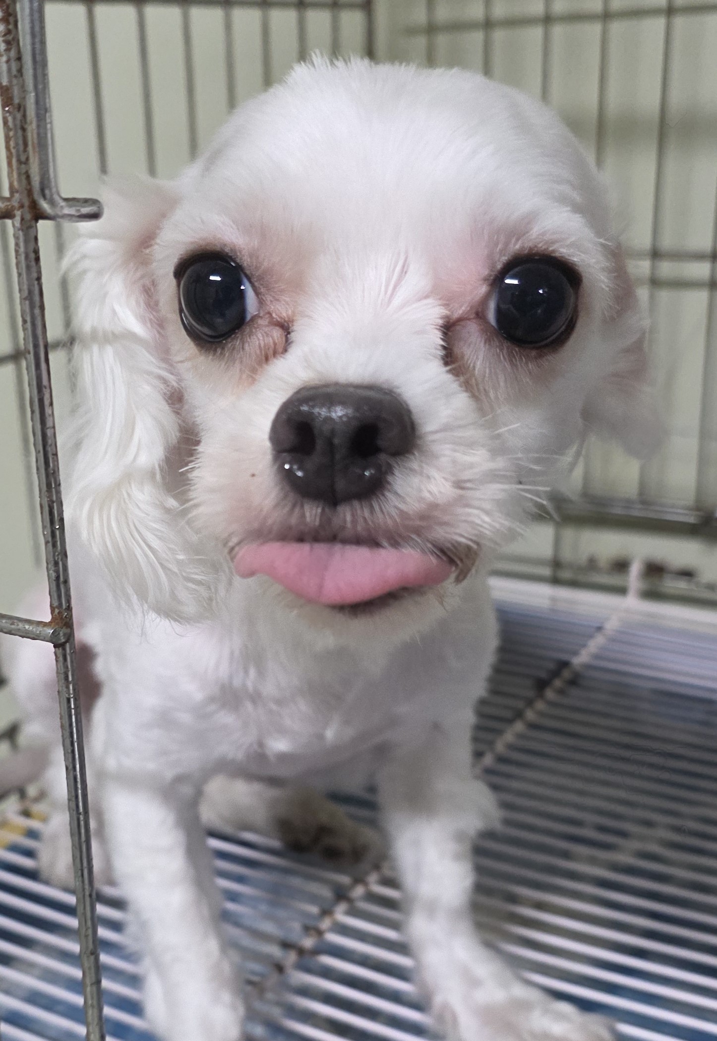 대구유기동물보호협회_427345202500521