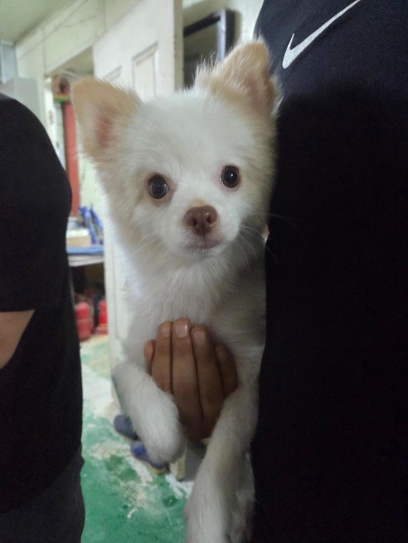 보호중 포메라니안의…