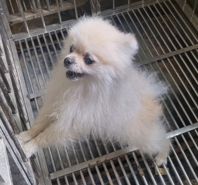 의령군 동물보호센터_448539202500270