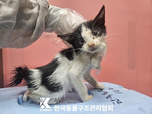 종료(안락사) 한국…