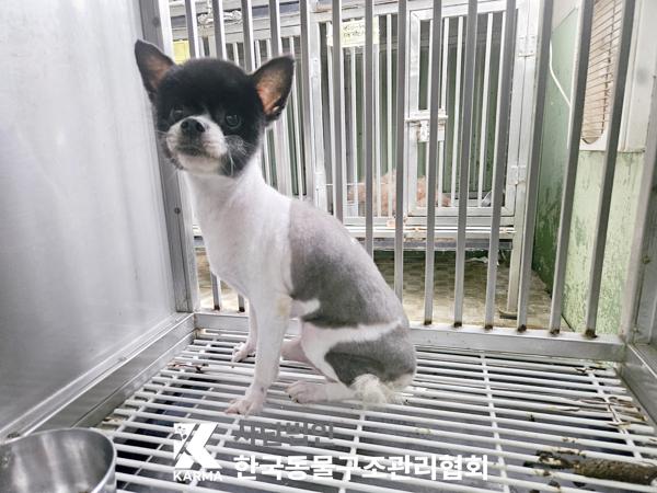 종료(반환) 포메라…