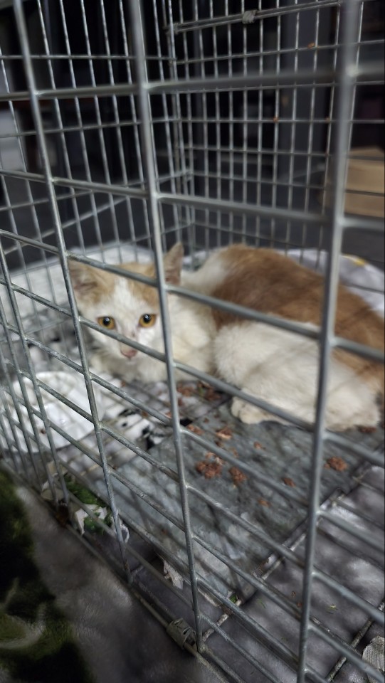 보호중 한국 고양이…