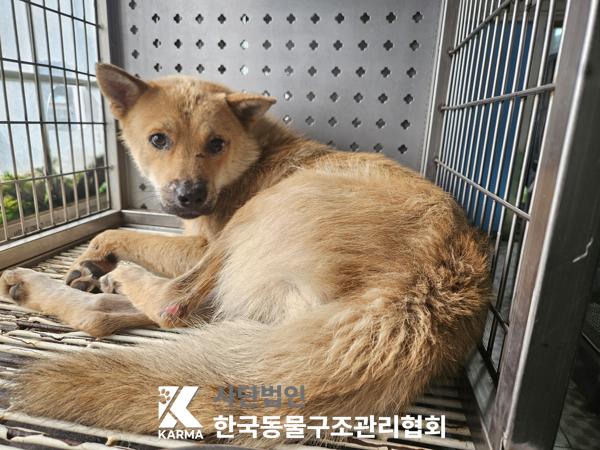 보호중 믹스견의 가…
