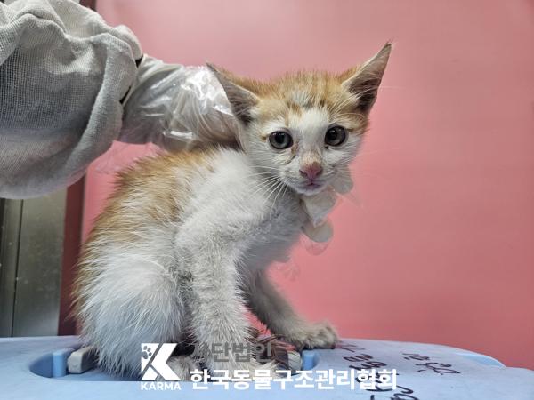 한국동물구조관리협회_441398202500380