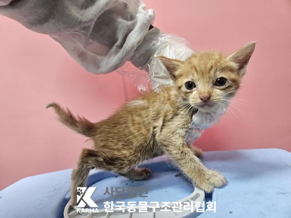 종료(자연사) 한국…