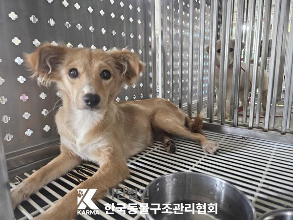 보호중 믹스견의 가…