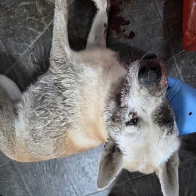 보호중 믹스견의 가…