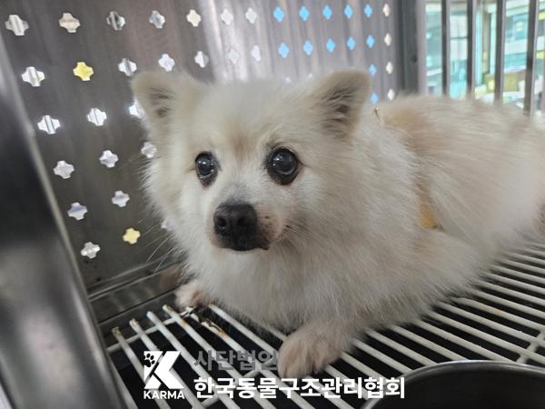 종료(반환) 스피츠…