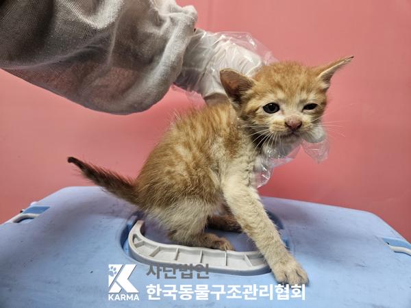 보호중 한국 고양이…