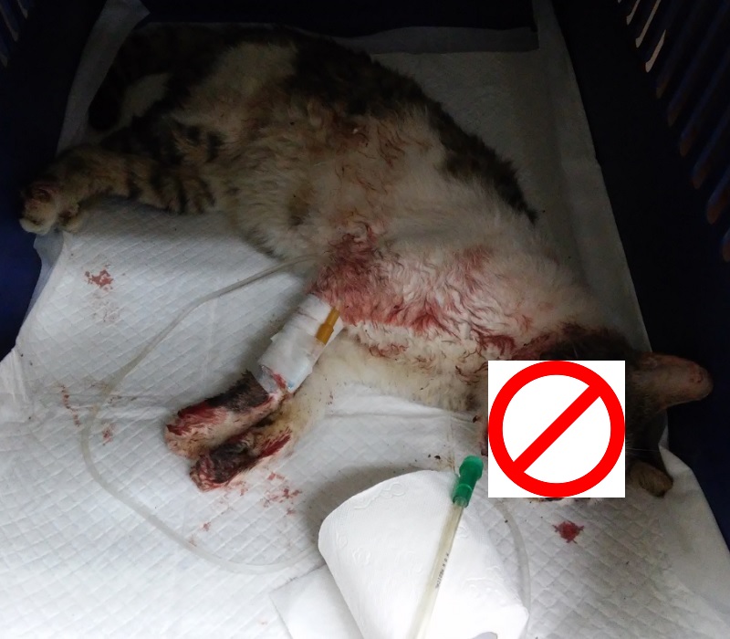 보호중 한국 고양이…