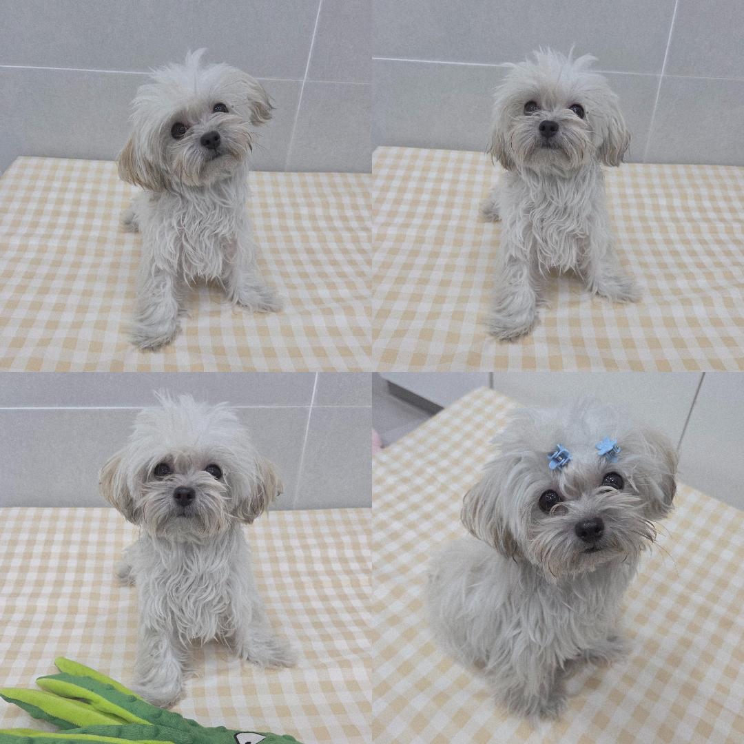 종료(입양) 기타의…