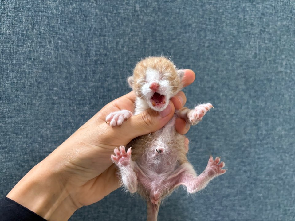 한국야생동물보호협회_441402202500439