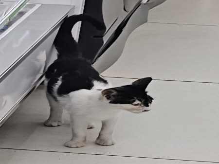 보호중 한국 고양이…
