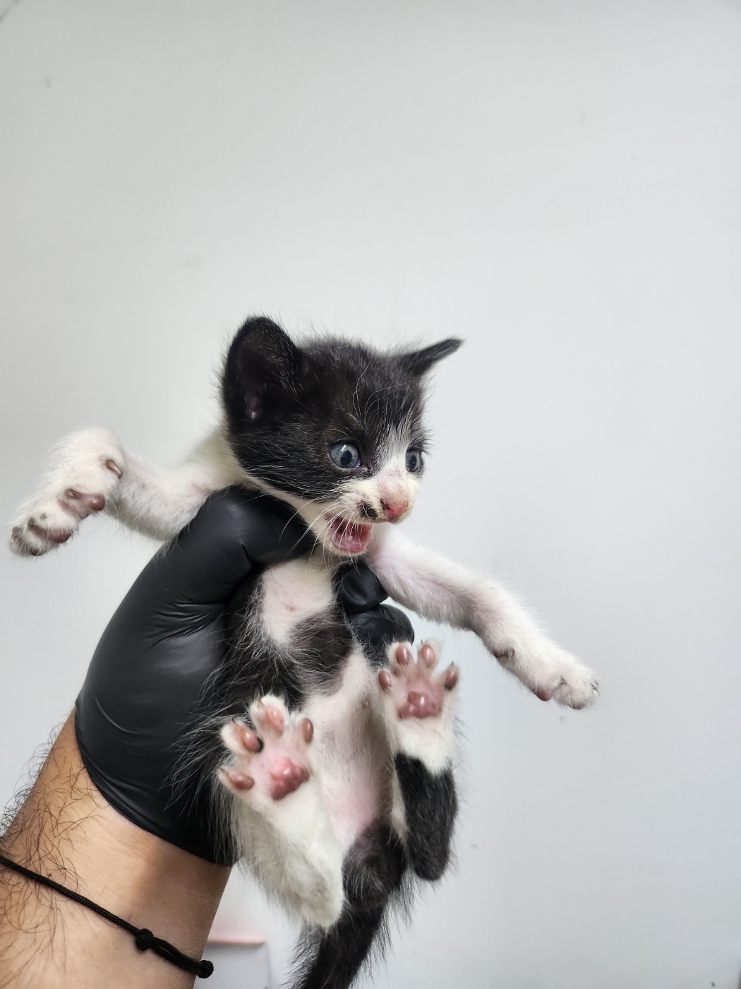 보호중 한국 고양이…