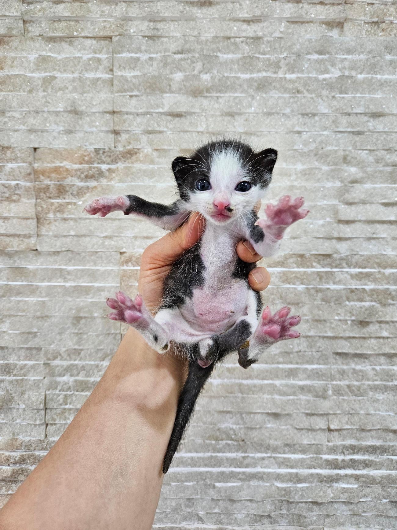 보호중 한국 고양이…