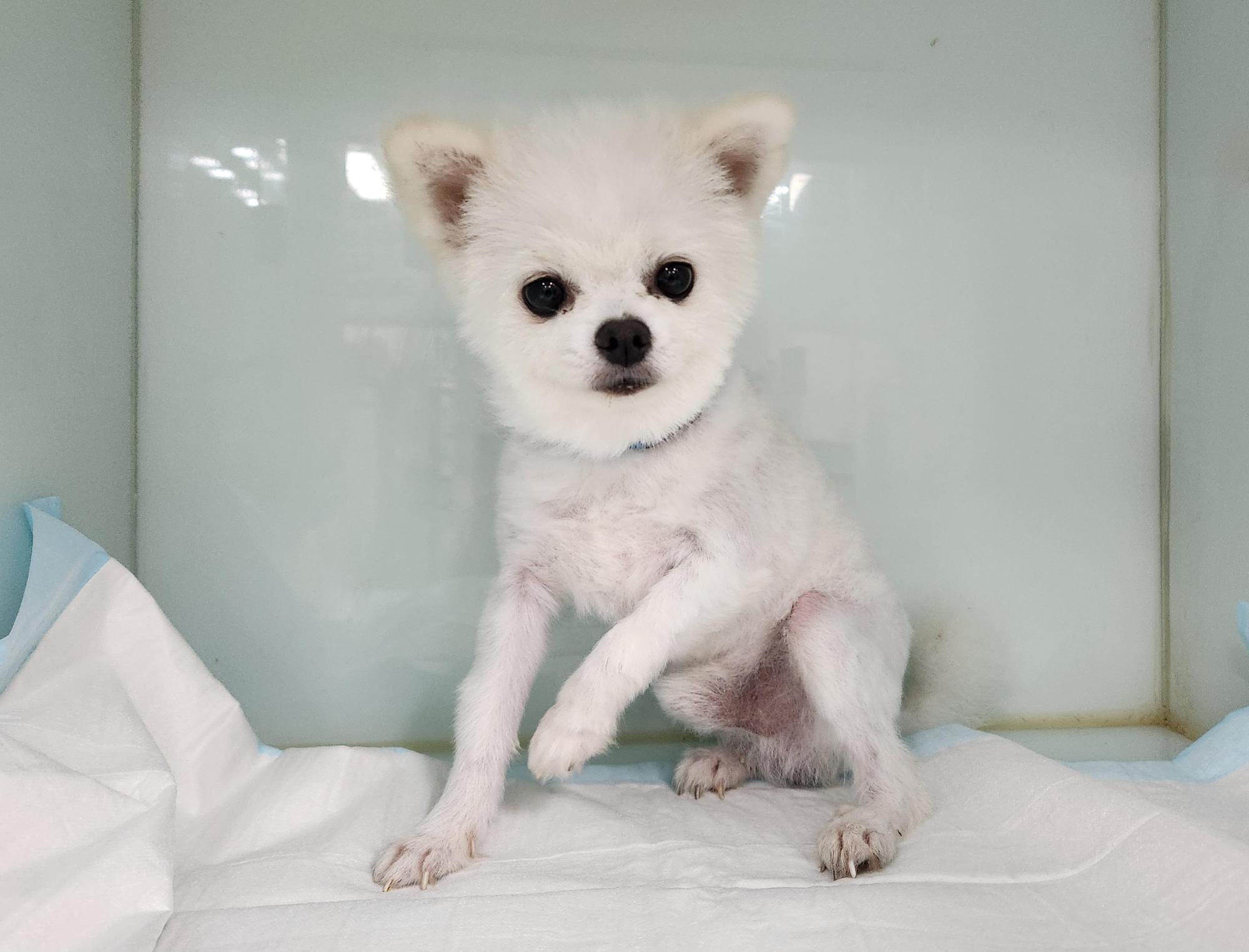 보호중 포메라니안의…