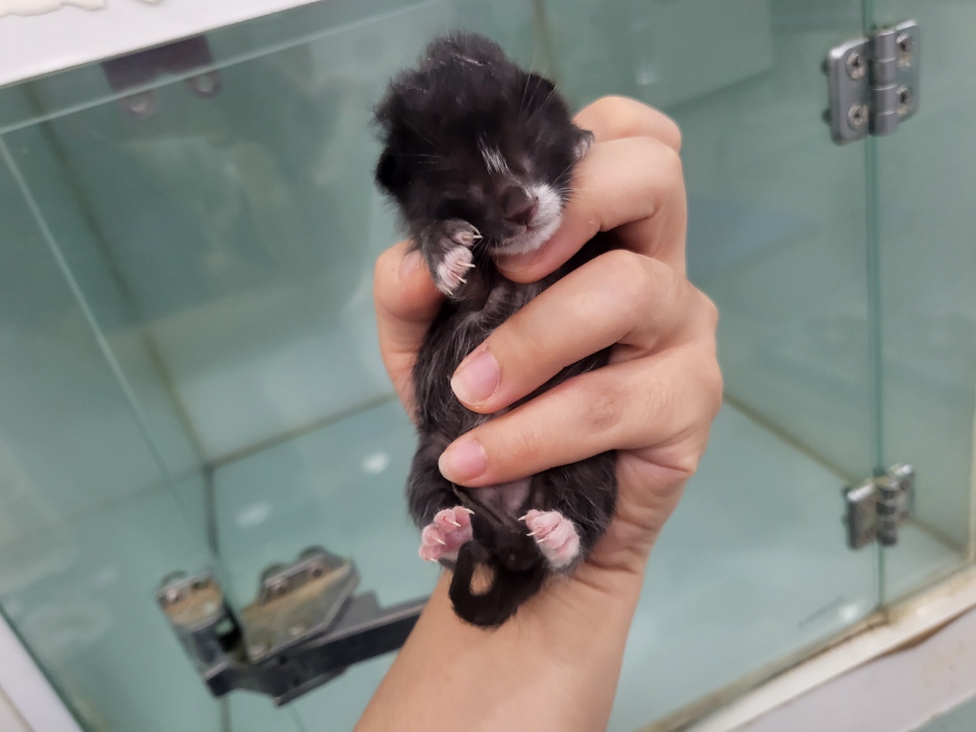 종료(자연사) 한국…