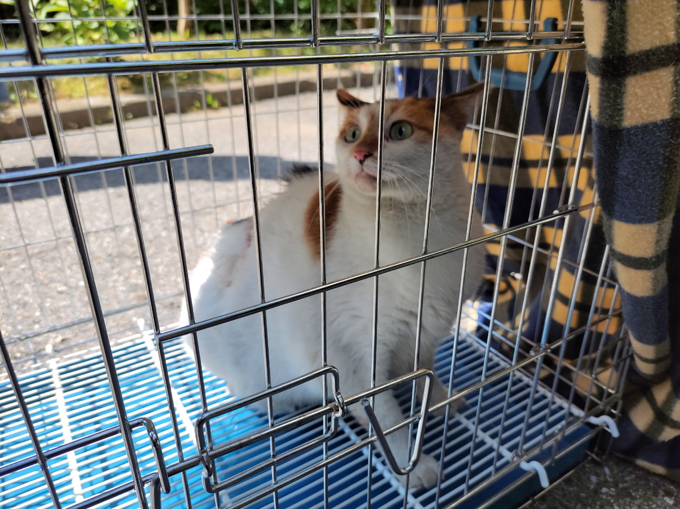 보호중 한국 고양이…