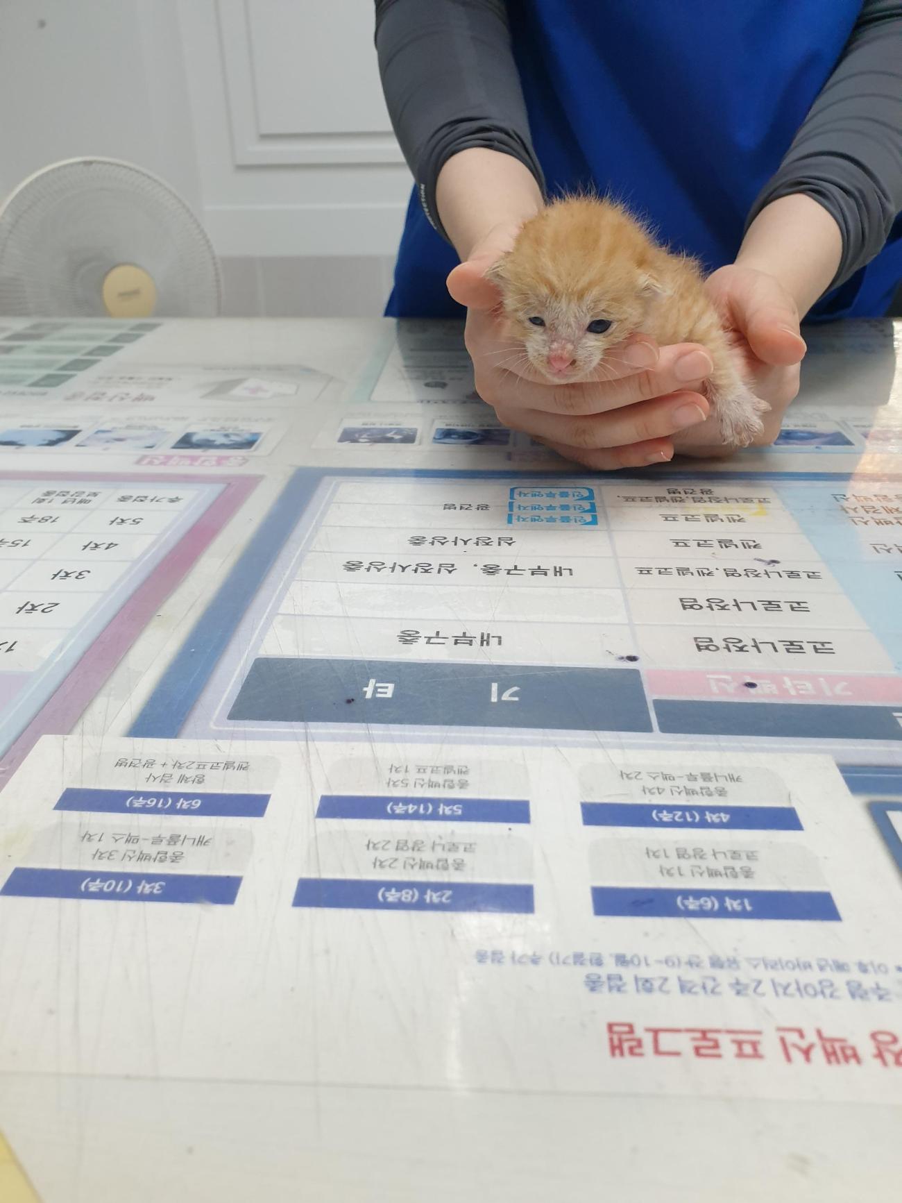 보호중 한국 고양이…