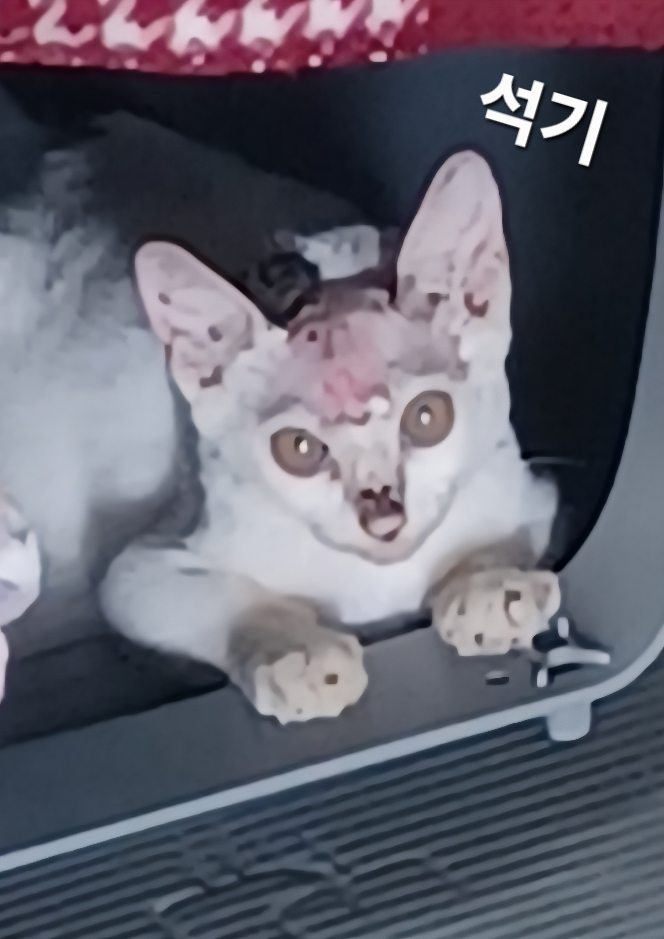 보호중 한국 고양이…