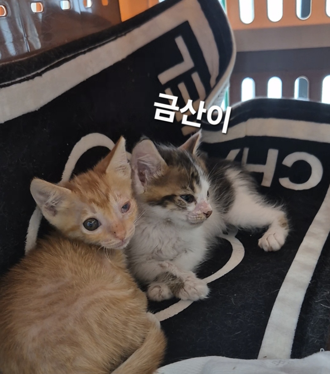 보호중 한국 고양이…