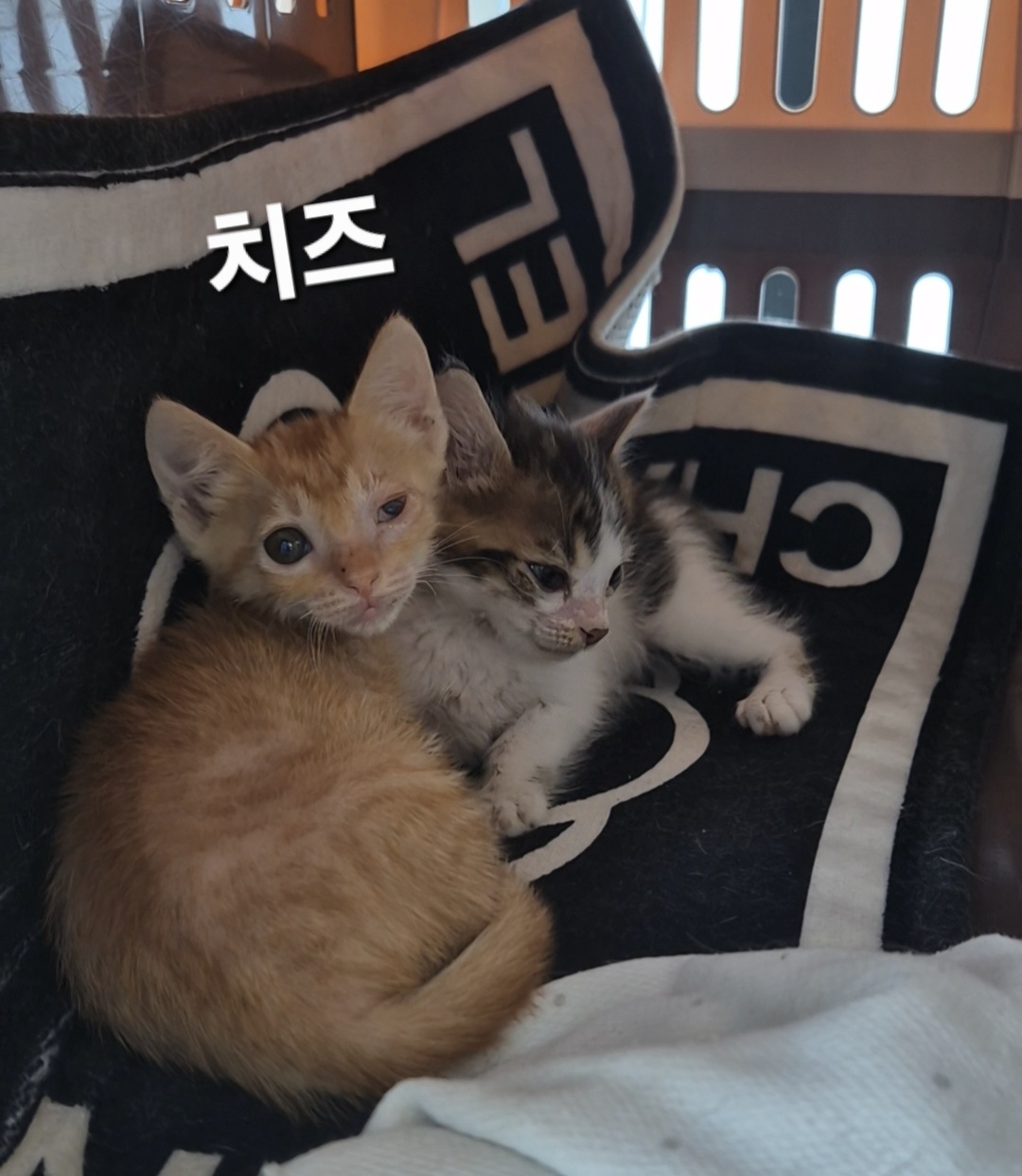 보호중 한국 고양이…