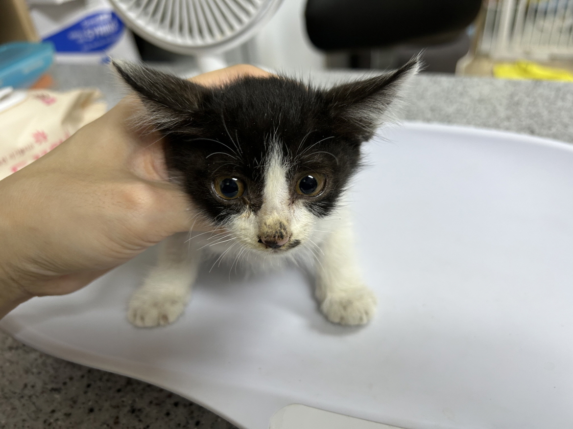 보호중 한국 고양이…